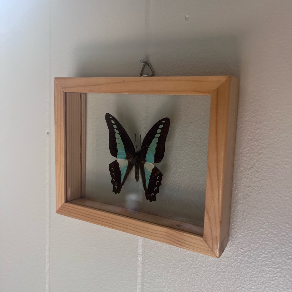 Pinned butterfly in clear flat frame